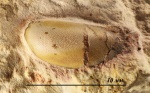 Зуб Sandalodus minor