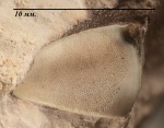 Мандибулярная пластина Deltoptychius