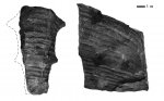 Crioceratites elegans