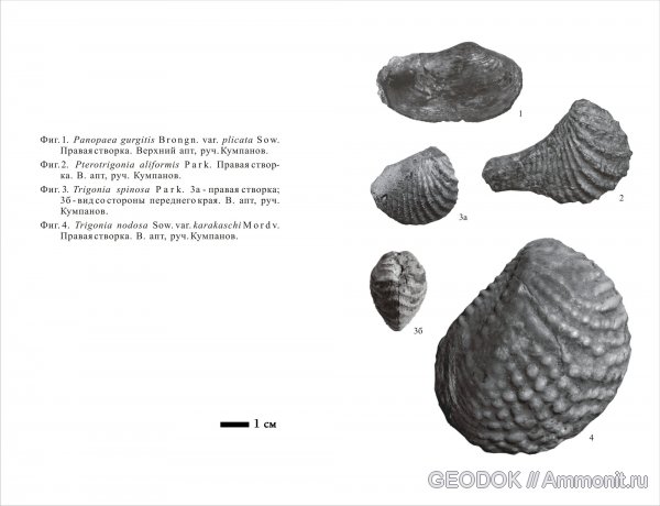 мел, Trigonia, тригонии, Pterotrigonia, Panopaea, Cretaceous