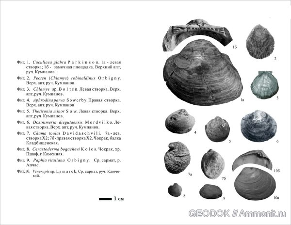 мел, неоген, двустворчатые моллюски, Cretaceous