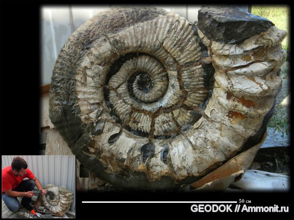 аммониты, мел, Ammonitoceras, апт, Ammonites, Aptian, Cretaceous