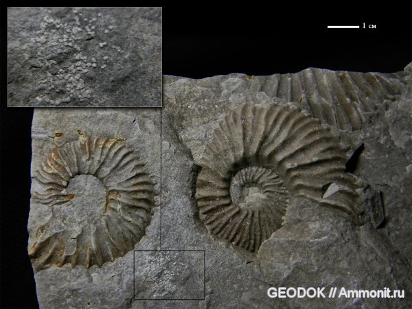мел, берриас, Ammonoidea, Euthymiceras, аммоноидеи, Berriasian, Cretaceous