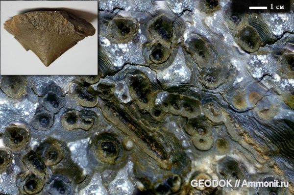 мел, баррем, cone-in-cone, Barremian, Cretaceous