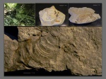 Сretacea fossil