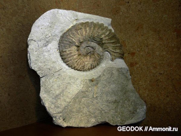 аммониты, ушки, устье, Ammonites, Berriasellidae, Microconchs, lappets