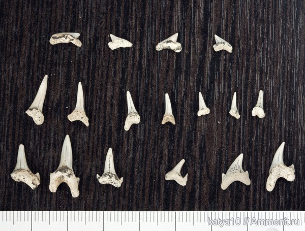 зубы, акулы, Eostriatolamia, Archaeolamna, teeth, sharks
