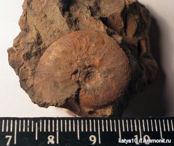 аммониты, Ammonites, Leioceras, ааленский ярус, Graphoceratidae