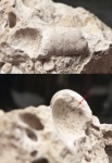 Раковина головоногого моллюска Псевдоортоцераса