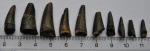 Зубы меловых рептилий