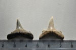 Зубы акул