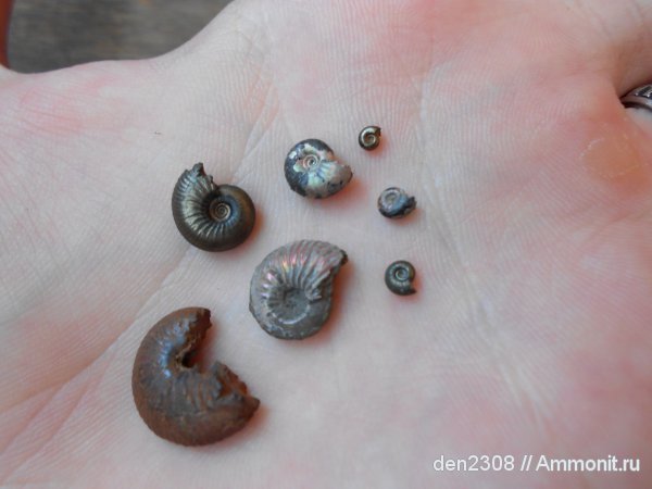 аммониты, Рыбинск, Ammonites, Переборы
