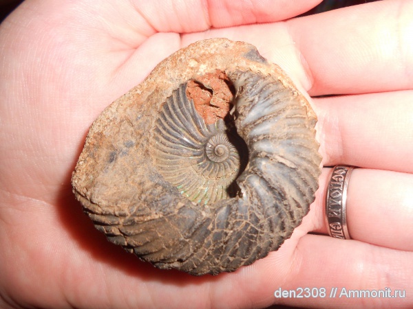 аммониты, Pseudocadoceras, Рыбинск, Ammonites, Переборы