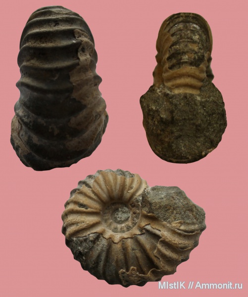 мел, апт, Адыгея, Parahoplites, Aptian, Cretaceous