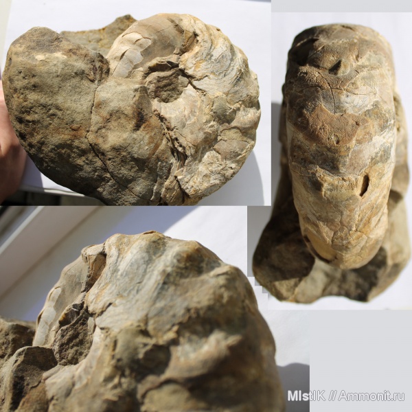 мел, апт, Адыгея, Nautilida, Anglonautilus, Aptian, Cretaceous