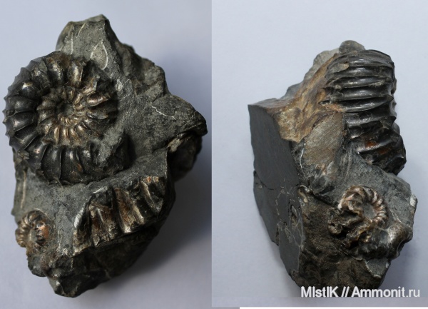 мел, Ульяновская область, Simbirskites coronatiformis, Simbirskites, Cretaceous