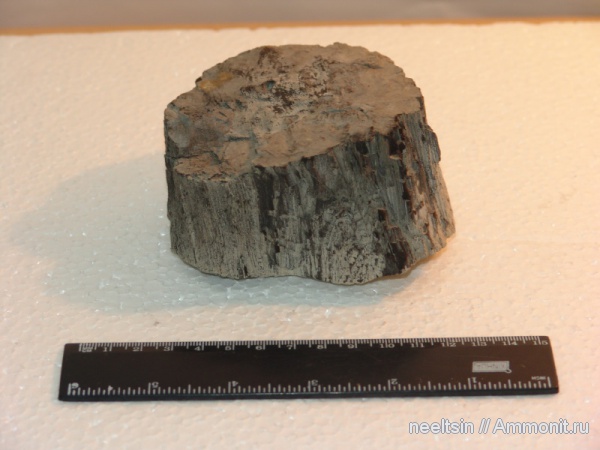 карбон, окаменевшее дерево, палеозойская эра, уголь, местонахождения