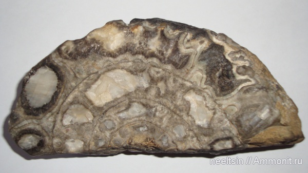 окаменелости, моллюски, Fossils