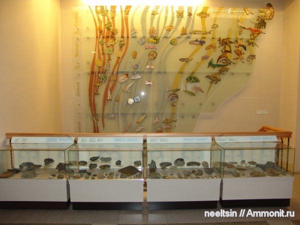 палеонтология, геохронологическая шкала, музеи, Хабаровский краевой музей