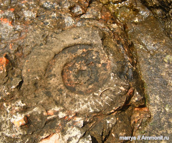 аммониты, головоногие моллюски, Ammonites, Северная Италия