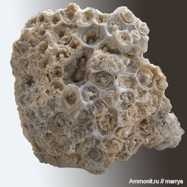 Actinocyathus, колониальные кораллы, Lonsdaleia, Rugosa, Наро-Фоминский район, Actinocyathus gorskyi