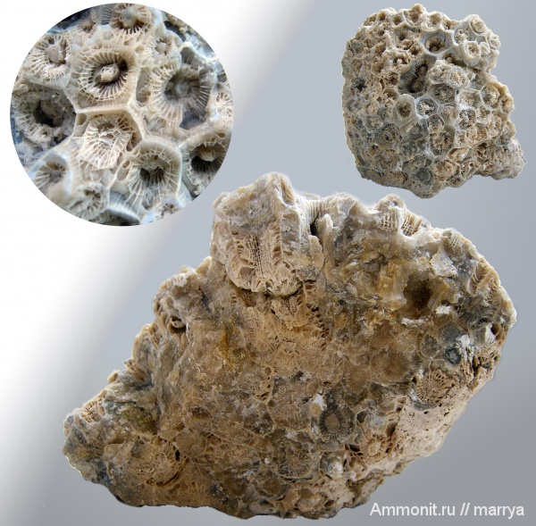 Actinocyathus, колониальные кораллы, Rugosa, Наро-Фоминский район, Actinocyathus gorskyi