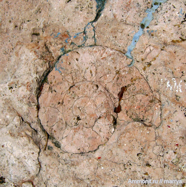 аммониты, головоногие моллюски, Ammonites, Северная Италия