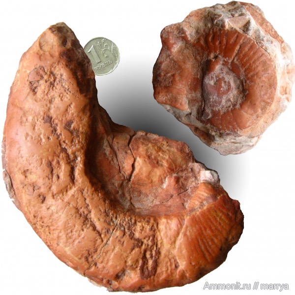 аммониты, головоногие моллюски, Ammonites, Северная Италия, Мальчезине