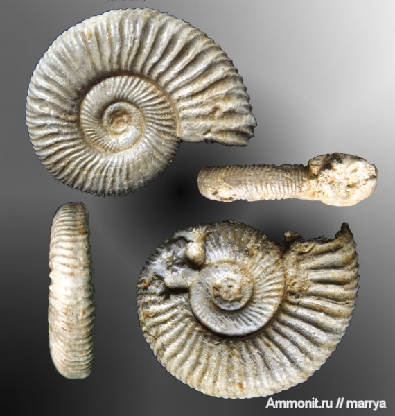 аммониты, Мадагаскар, Perisphinctes, ?, Ammonites