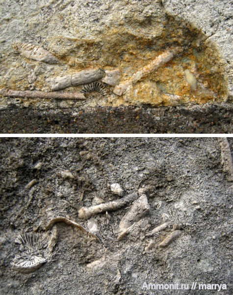 кораллы, Archaeocidaris, иглы морских ежей, Rugosa