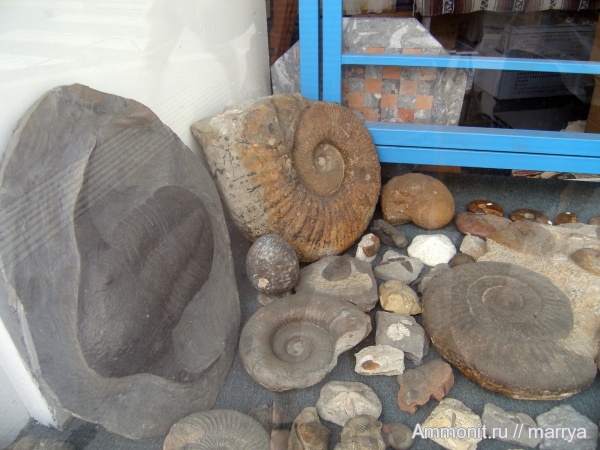 аммониты, трилобиты, Ammonites, места продаж