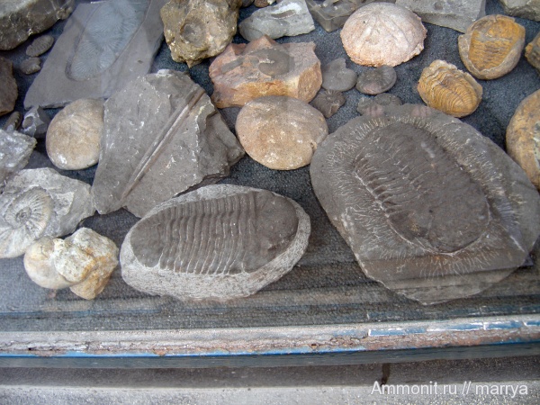 аммониты, трилобиты, морские ежи, Ammonites, места продаж