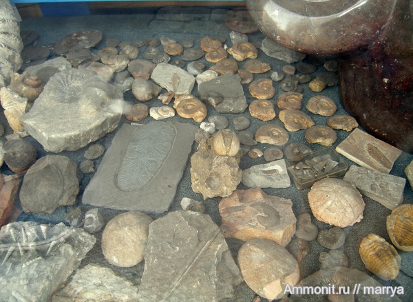 аммониты, гастроподы, трилобиты, морские ежи, Ammonites, места продаж