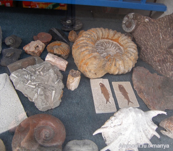 аммониты, гастроподы, морские ежи, рыбы, окаменевшее дерево, Ammonites, места продаж, fish