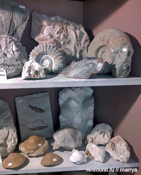 аммониты, гастроподы, морские ежи, двустворки, Ammonites, места продаж