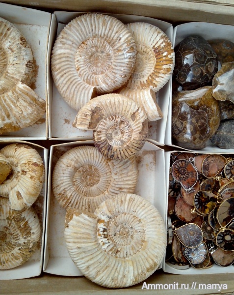 аммониты, Ammonites, места продаж