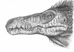 Голова Velociraptor osmolskae.  Шариковая  ручка.