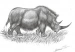 Шерстистый  носорог (Coelodonta antiquitatis )