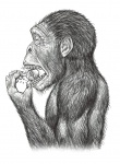 Australopithecus africanus  раскалывает орех