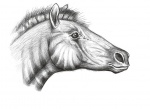 Голова Hipparion whitneyi