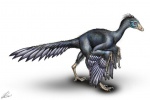 Реконструкция Archaeopteryx lithographica   2