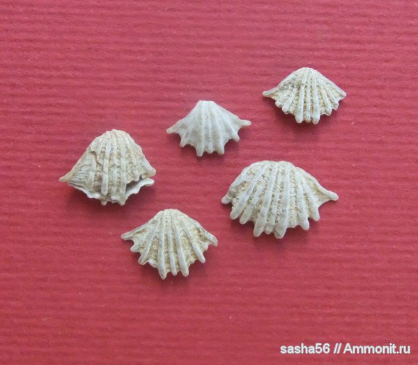 Гжель, двустворчатые моллюски, Plicatula subserrata