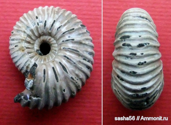 аммониты, Pseudocadoceras, Рязанская область, Ammonites