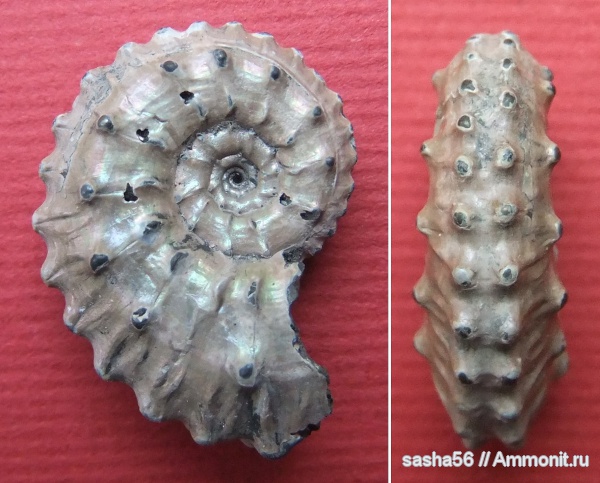 аммониты, Михайлов, Kosmoceras, Ammonites