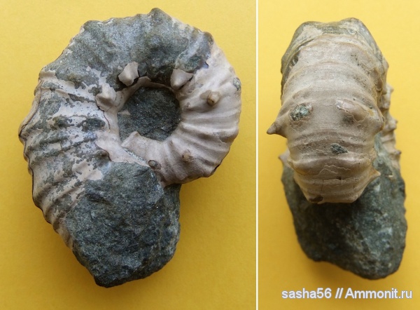 аммониты, мел, апт, Epicheloniceras, Адыгея, Ammonites, Aptian, Cretaceous