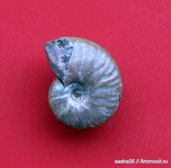 аммониты, Мадагаскар, Cleoniceras, Гемма, Ammonites