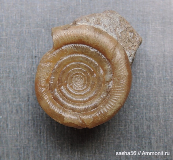 аммониты, пермь, Казахстан, Eothinites, Goniatitida, артинский ярус, Ammonites, Eothinites kargalensis, Permian