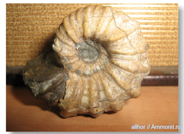 нижний мел, апт, р. Губс, Aptian, Lower Cretaceous