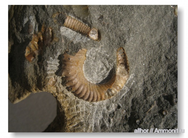гетероморфные аммониты, heteromorph ammonites
