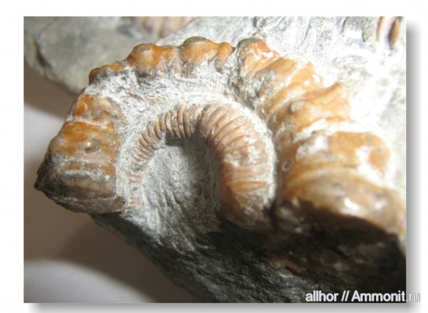 гетероморфные аммониты, Ammonitoceras, heteromorph ammonites